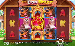 도그하우스 강아지를 사랑하는 이들을 위한 공간